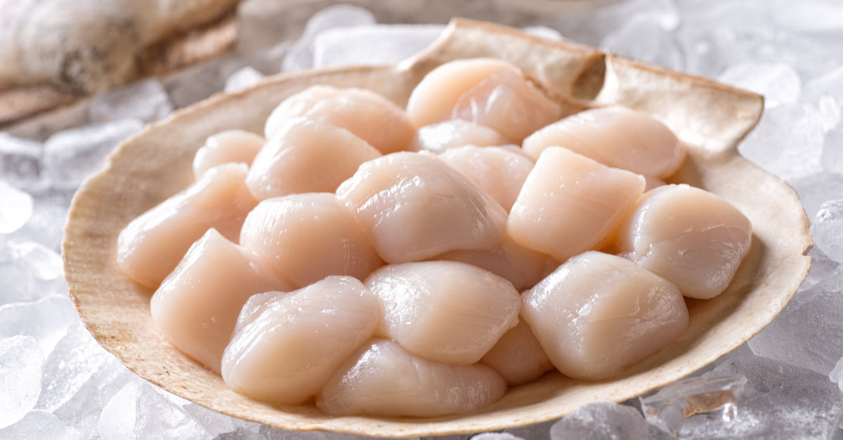 Jakobsmuschelfleisch, ohne Schale, 1kg, im Beutel, TK